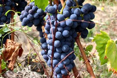 Financial Protection